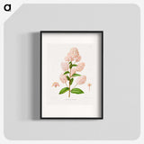 1-30_Nederlandsche-Flora-en-Pomona_blk