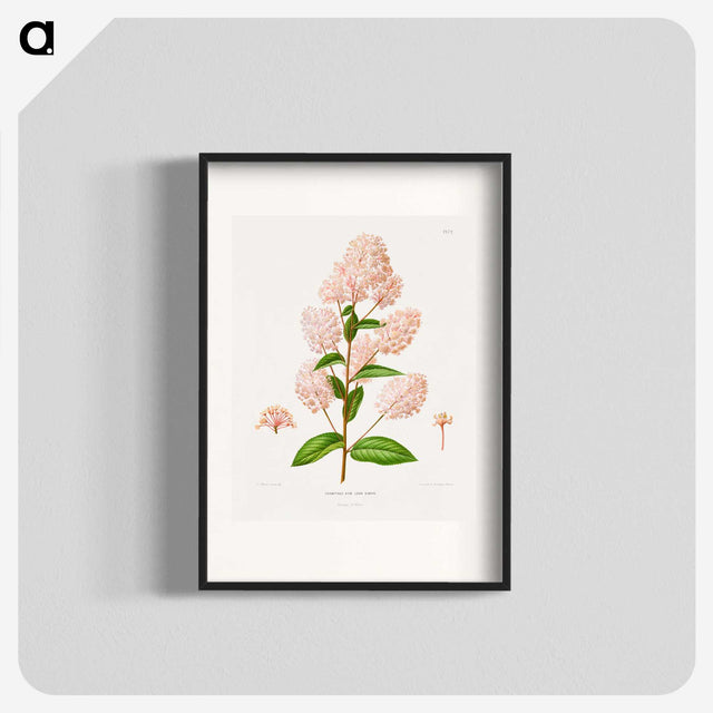 1-30_Nederlandsche-Flora-en-Pomona_blk