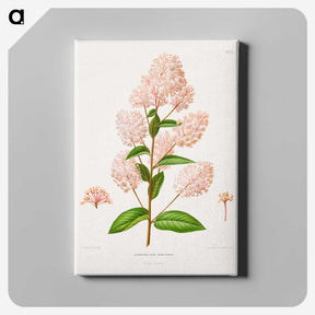 1-30_Nederlandsche-Flora-en-Pomona_canvas