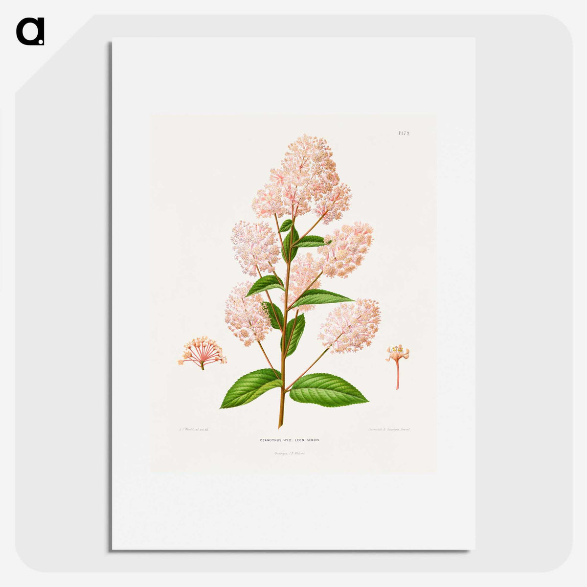 1-30_Nederlandsche-Flora-en-Pomona_picture