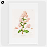 1-30_Nederlandsche-Flora-en-Pomona_picture