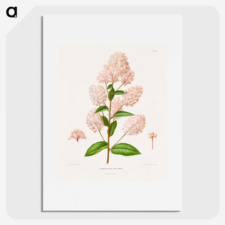 1-30_Nederlandsche-Flora-en-Pomona_picture