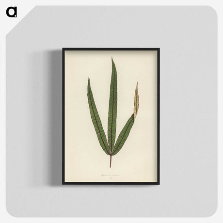 1-30_New-and-Rare-Beautiful-Leaved-Plants_blk-crop