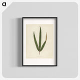 1-30_New-and-Rare-Beautiful-Leaved-Plants_blk