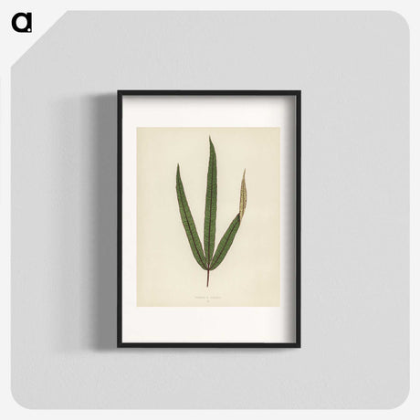 1-30_New-and-Rare-Beautiful-Leaved-Plants_blk
