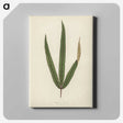 1-30_New-and-Rare-Beautiful-Leaved-Plants_canvas