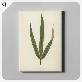 1-30_New-and-Rare-Beautiful-Leaved-Plants_canvas