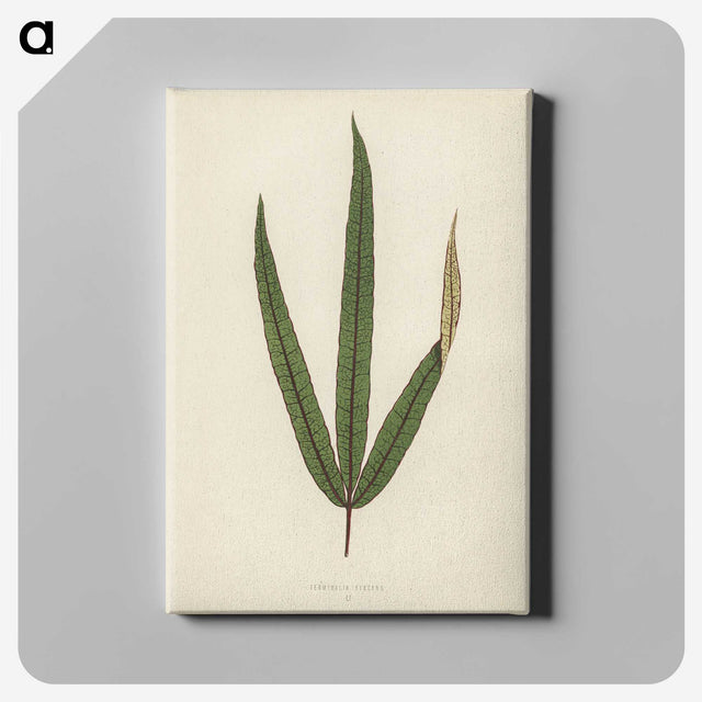 1-30_New-and-Rare-Beautiful-Leaved-Plants_canvas