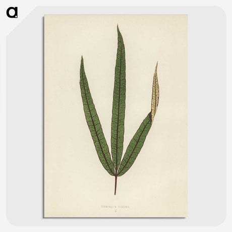 1-30_New-and-Rare-Beautiful-Leaved-Plants_picture-crop