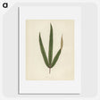 1-30_New-and-Rare-Beautiful-Leaved-Plants_picture