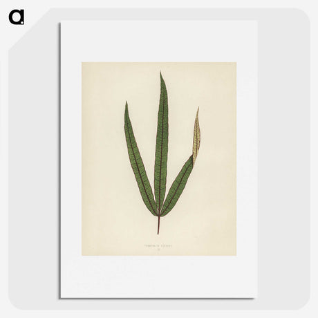 1-30_New-and-Rare-Beautiful-Leaved-Plants_picture
