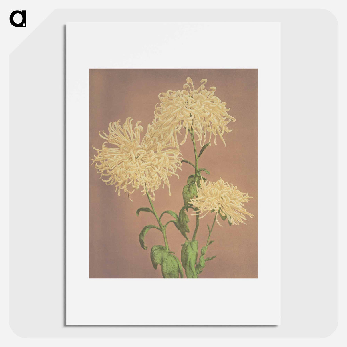 Three Yellow Chrysanthemums - 小川 一正 Poster.