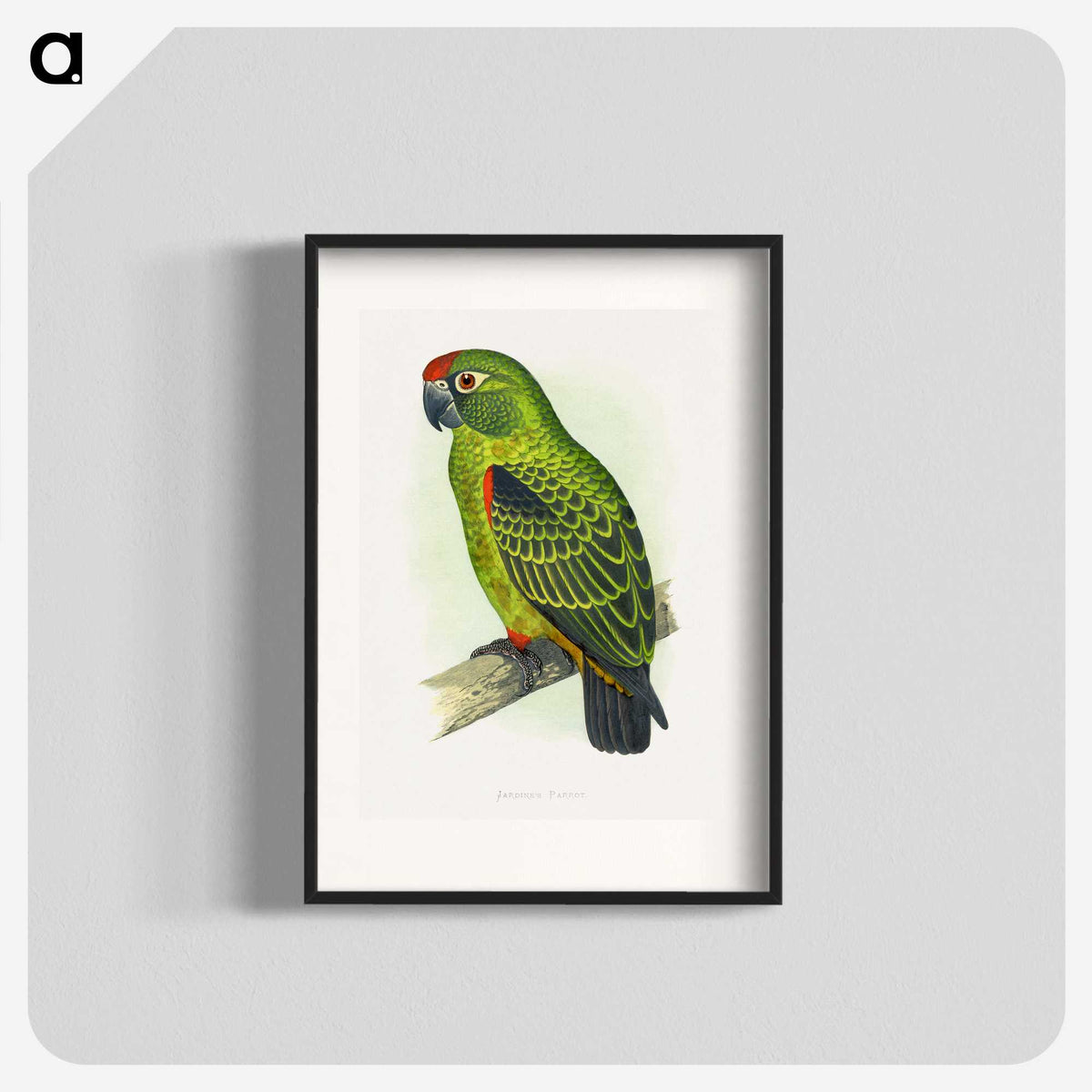 1-30_Parrots-in-Captivity_blk