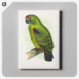 1-30_Parrots-in-Captivity_canvas