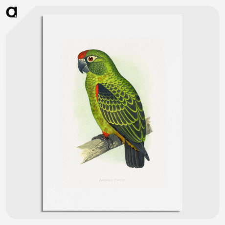 1-30_Parrots-in-Captivity_picture