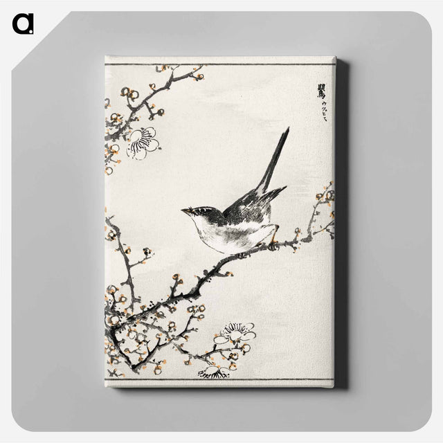 アートパネル-Bush-Warbler and White Plum Tree
 - 鳥類図鑑 Canvas.