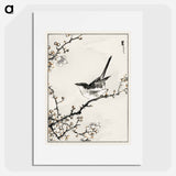 アートポスター-Bush-Warbler and White Plum Tree
 - 鳥類図鑑 Poster.