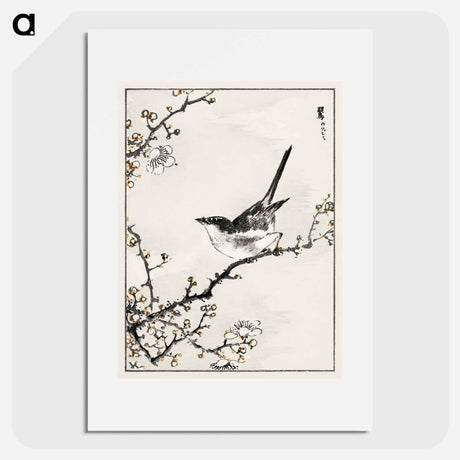 アートポスター-Bush-Warbler and White Plum Tree
 - 鳥類図鑑 Poster.