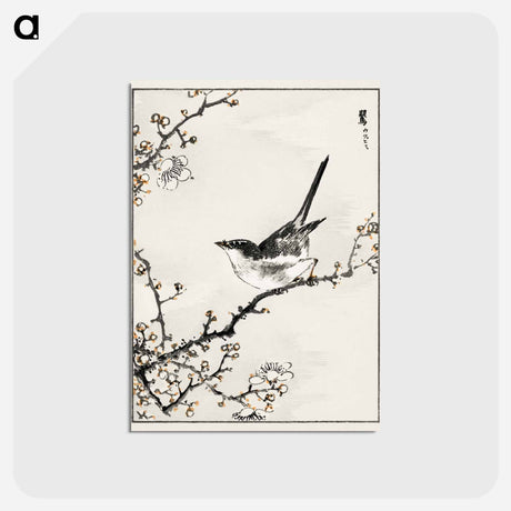 アートポストカード-Bush-Warbler and White Plum Tree
 - 鳥類図鑑 Postcard.