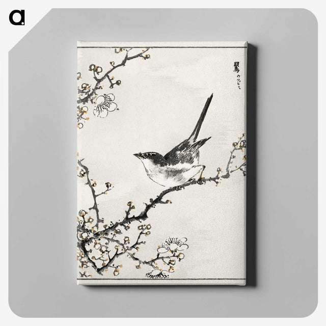 1-30_Pictorial-Monograph-of-Birds_canvas