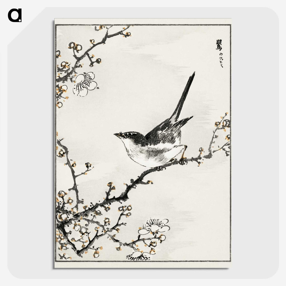 1-30_Pictorial-Monograph-of-Birds_picture-crop