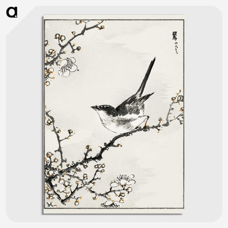1-30_Pictorial-Monograph-of-Birds_picture-crop