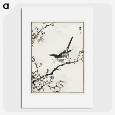 1-30_Pictorial-Monograph-of-Birds_picture