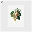 アートポストカード-White Grape - ピエール ジョゼフ ルドゥーテ Postcard.