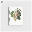 1-30_Pierre-Joseph-Redoute_memo