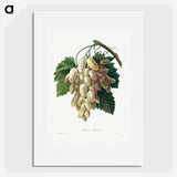 1-30_Pierre-Joseph-Redoute_picture
