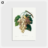 アートポストカード-White Grape - ピエール ジョゼフ ルドゥーテ Postcard.