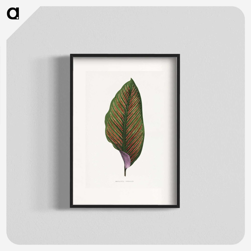 1-30_Plants-with-Colored-Foliage_blk