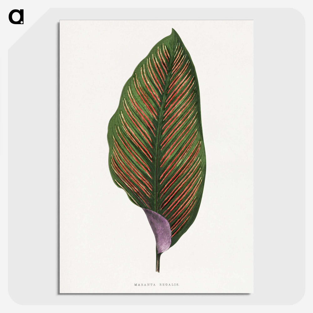 1-30_Plants-with-Colored-Foliage_picture-crop