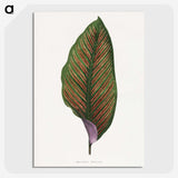 1-30_Plants-with-Colored-Foliage_picture-crop