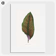 1-30_Plants-with-Colored-Foliage_picture
