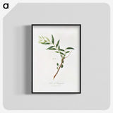 1-30_Pomona-Italiana_blk-crop