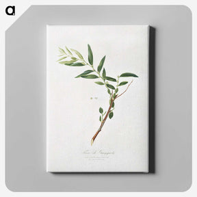1-30_Pomona-Italiana_canvas