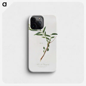 1-30_Pomona-Italiana_phone