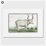 1-30_Robert-Jacob-Gordon_picture