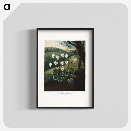 Persian Cyclamen
 - ロバート ジョン ソーントン Poster.