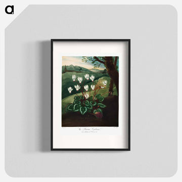 Persian Cyclamen
 - ロバート ジョン ソーントン Poster.