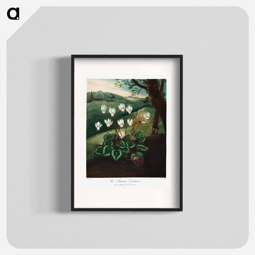 Persian Cyclamen
 - ロバート ジョン ソーントン Poster.