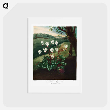 アートポストカード-Persian Cyclamen
 - ロバート ジョン ソーントン Postcard.