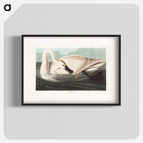 アートポスター-Trumpeter Swan
 - アメリカの鳥たち Poster.
