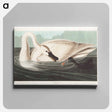 アートパネル-Trumpeter Swan
 - アメリカの鳥たち Canvas.