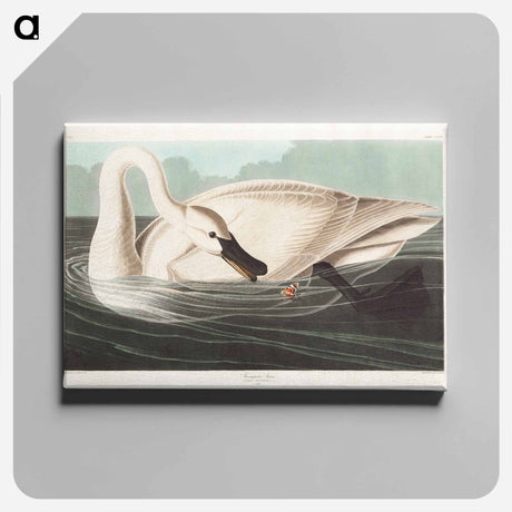 アートパネル-Trumpeter Swan
 - アメリカの鳥たち Canvas.