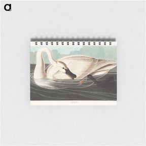 アートメモ帳-Trumpeter Swan
 - アメリカの鳥たち Memo.