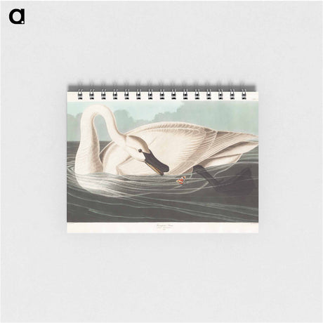 アートメモ帳-Trumpeter Swan
 - アメリカの鳥たち Memo.