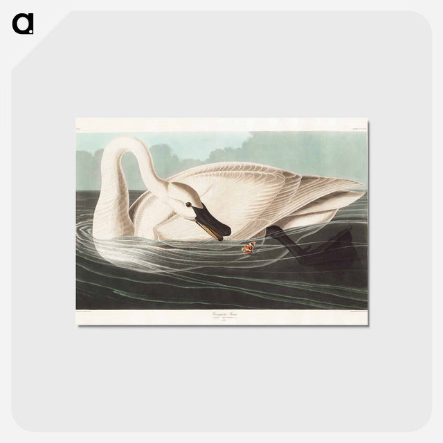 アートポストカード-Trumpeter Swan
 - アメリカの鳥たち Postcard.