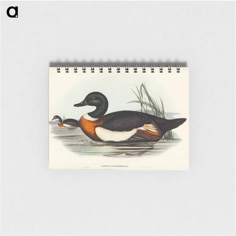 アートメモ帳-Chestnut-Coloured Shieldrake
 - オーストラリアの鳥 Memo.